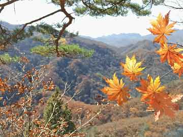 宁夏枸杞与华河眉茶，价格探秘之旅揭秘珍贵茶叶与滋补佳品的价格奥秘