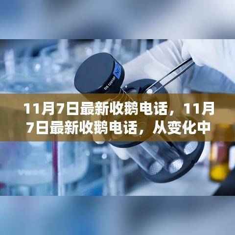 11月7日最新收鹅电话,变化中汲取力量,学习铸就自信与成就之路