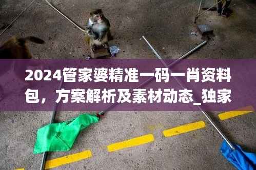 2024管家婆精准一码一肖资料包,方案解析及素材动态_独家QPO5.11版