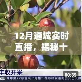揭秘十二月通城实时直播,热点聚焦与独特体验直播之夜