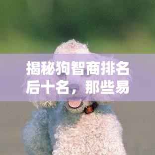 揭秘狗智商排名后十名，那些易被忽视的犬种特征解析
