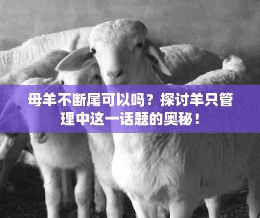 母羊不断尾可以吗?探讨羊只管理中这一话题的奥秘!