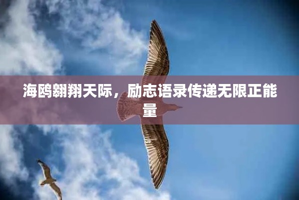 海鸥翱翔天际,励志语录传递无限正能量