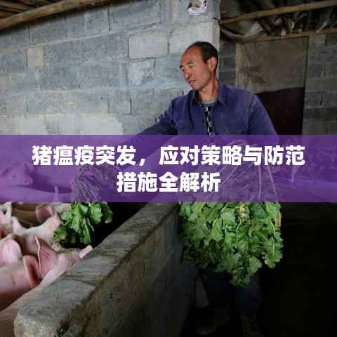 猪瘟疫突发,应对策略与防范措施全解析