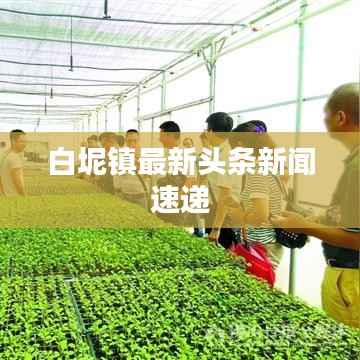 白坭镇最新头条新闻速递